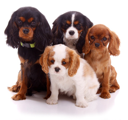 The Cavalier King Charles Spaniel Club of Greater Houston, Inc. - Cavalier  Dog Club, Cavalier King Charles Spaniel, Cavaliers, Puppies